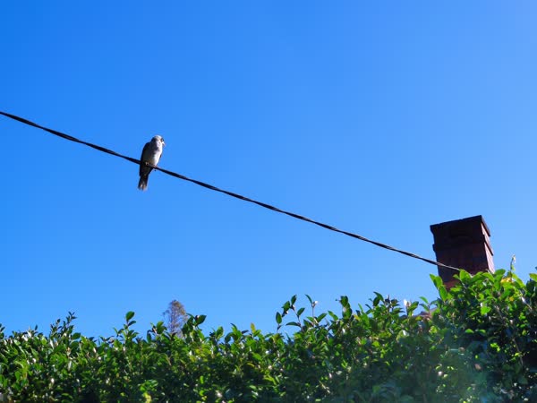 A shot of a small bird standing on a electric wire under bright blue sky.