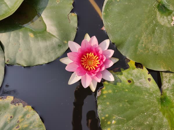 An aerial shot of a pink lotus flower in Gubei Water Town, Beijing.